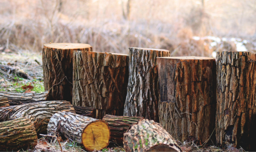 How to Use a Stump Grinder