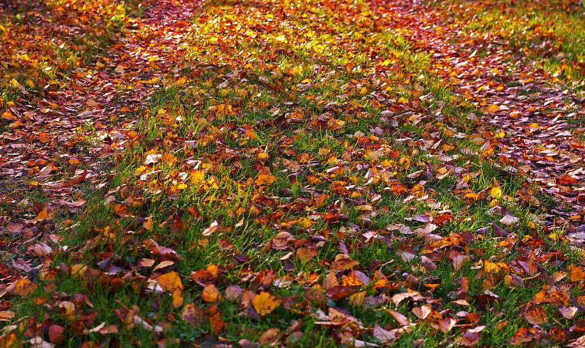 Late Fall Lawn Care
