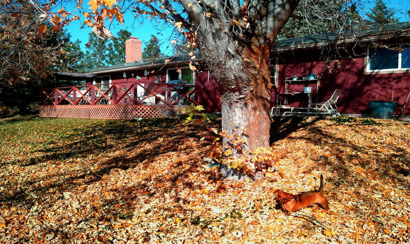 Rent the Equipment for Your Fall Yard Cleanup