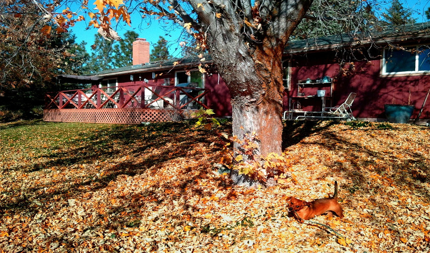 Rent the Equipment for Your Fall Yard Cleanup