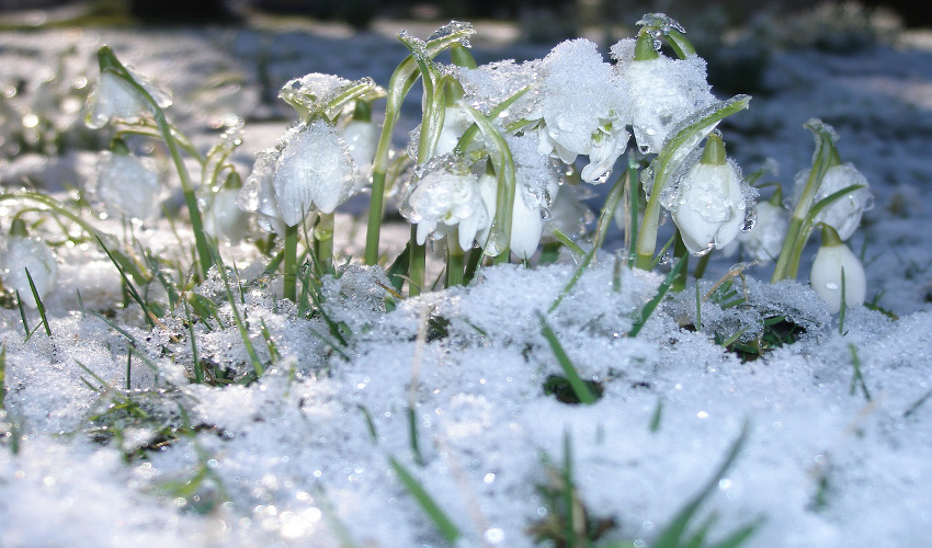 Spring Maintenance- What Equipment to Rent for After the Snow Melts