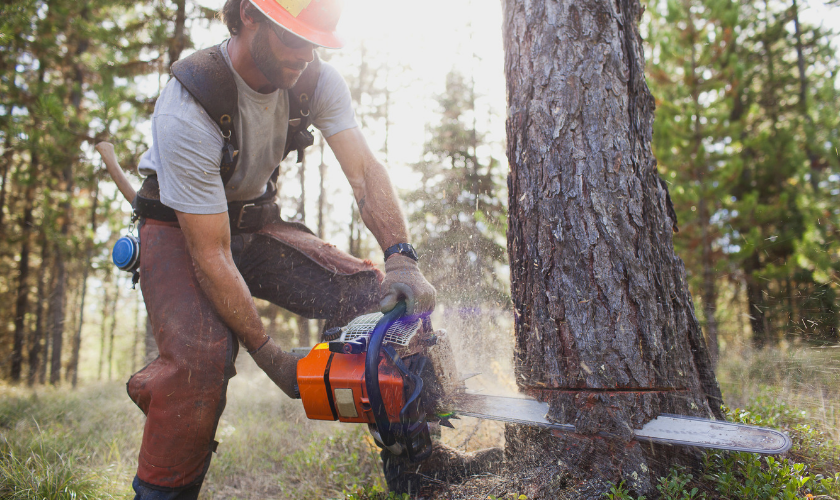 We-Have-Everything-You-Need-For-Tree-Maintenanc