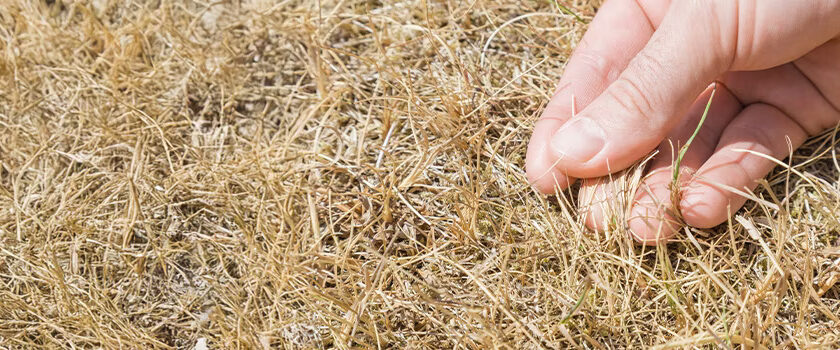 960x350-hot-weather-lawn-care-1225