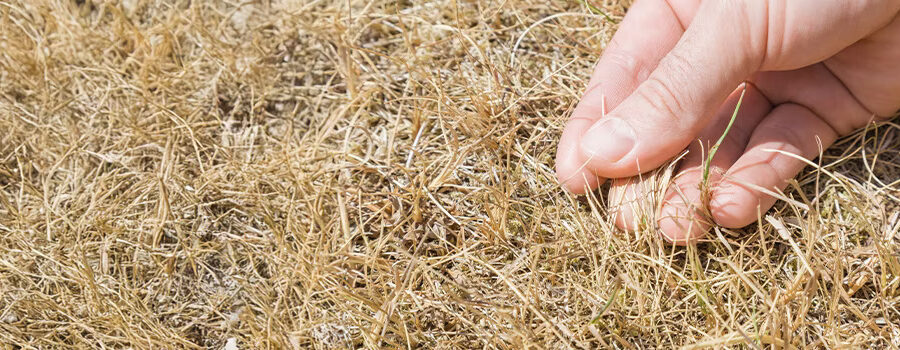 960x350-hot-weather-lawn-care-1225