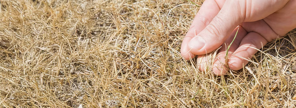 960x350-hot-weather-lawn-care-1225